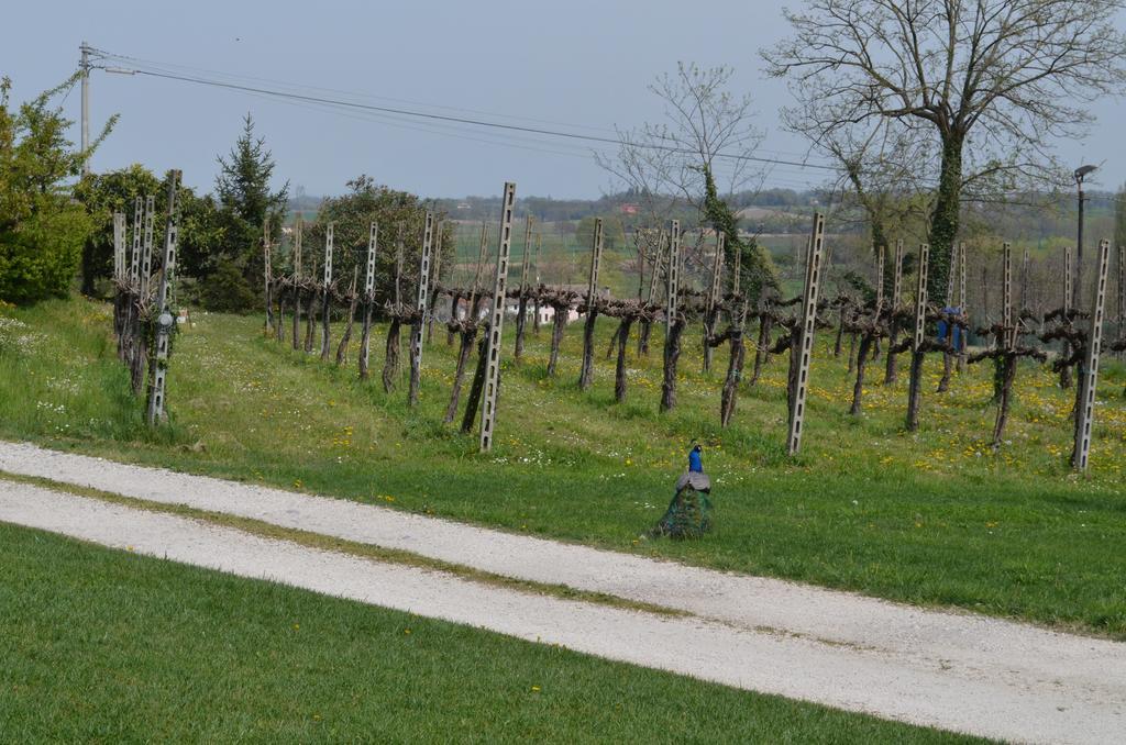 Agriturismo Dondino Cavriana Exterior foto